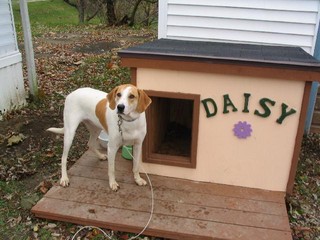 Daisy - Indiana